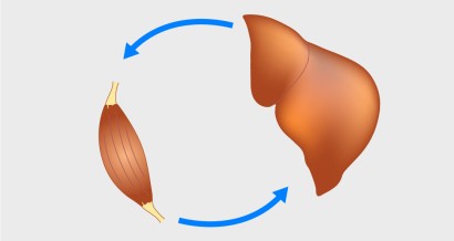 Mistakes in nutrition in chronic liver disease and how to avoid them