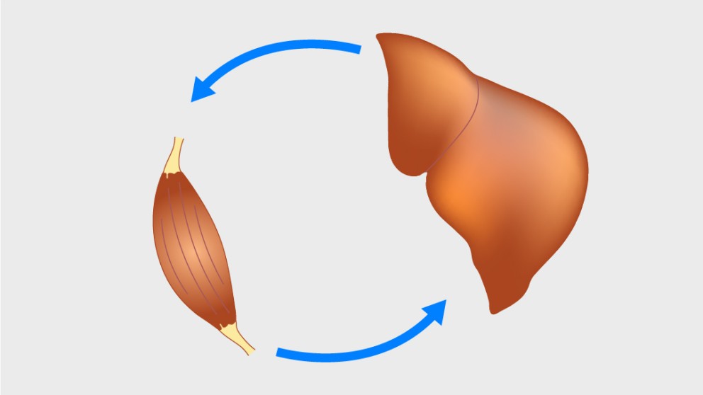 Mistakes in nutrition in chronic liver disease and how to avoid them