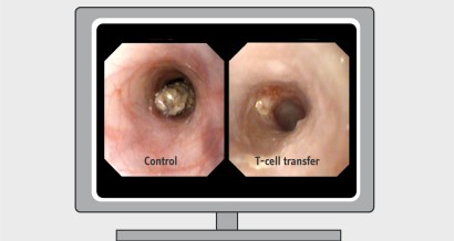 Mistakes in mouse models of IBD and how to avoid them