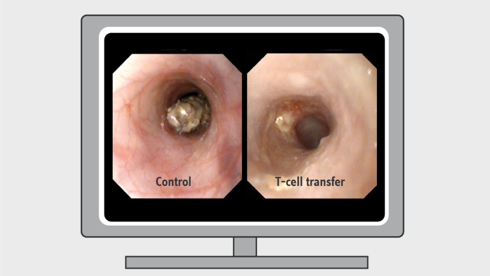 Mistakes in mouse models of IBD and how to avoid them