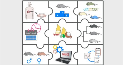 Mistakes in animal models of nonalcoholic steatohepatitis and how to avoid them